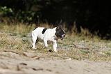 BOULEDOGUE FRANCAIS 147